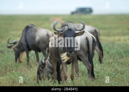 Wildebeest auf den Ndutu-Ebenen (Tansania), direkt in die Kamera blickend Stockfoto