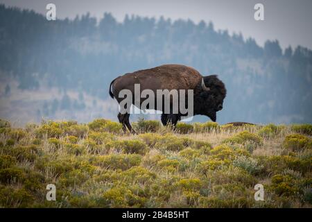 Plains Bisons in der Elk Ranch Wohnungen Grasland im Grand Teton National Park in Elche, Wyoming. Stockfoto