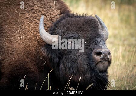 Ein Bison aus der Haubenebene im Grasland der Elk Ranch Flats im Grand Teton National Park in Moose, Wyoming. Stockfoto