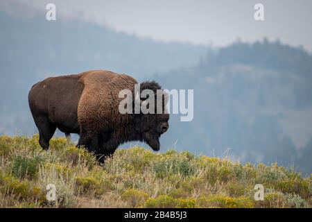 Plains Bisons in der Elk Ranch Wohnungen Grasland im Grand Teton National Park in Elche, Wyoming. Stockfoto