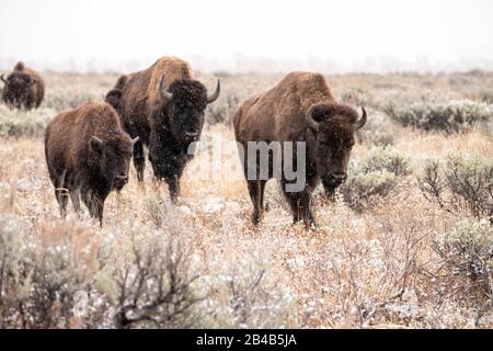 Ein Wildbret im Flachland verfällt während eines frühen Schnees im Elk Ranch Flats Grasland im Grand Teton National Park in Moose, Wyoming. Stockfoto