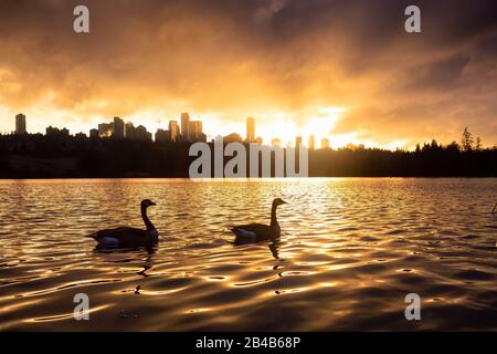 Burnaby, Greater Vancouver, British Columbia, Kanada. Wildgänse schwimmen im Deer Lake bei einem farbenfrohen und lebendigen Winter-Sonnenuntergang mit Metrotown Buil Stockfoto