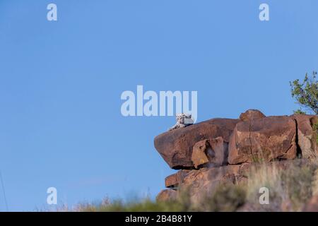 Südafrika, privates Reservat, asiatischer Tiger (Bengalen) (Panthera tigris tigris), weißer Tiger, jung 5 Monate alt Stockfoto