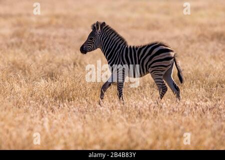 Südafrika, Private Reserve, Plains Zebra oder gewöhnliches Zebra oder Burchell's Zebra (Equus quagga, früher Equus burchellii), Baby Stockfoto