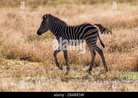 Südafrika, Private Reserve, Plains Zebra oder gewöhnliches Zebra oder Burchell's Zebra (Equus quagga, früher Equus burchellii), Baby Stockfoto