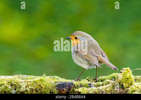 Robin Redbreast sieht im späten Winter/frühen Frühling in Mittelwales intelligent aus Stockfoto