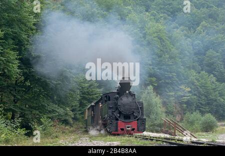 Fahrende Holzbrenner-Lok von Mocanita (Maramures, Rumänien). Der alte Zug liegt vor grünem Waldgrund. Stockfoto