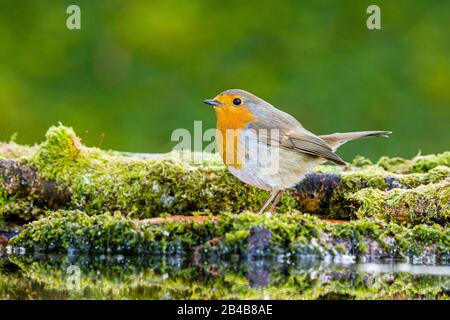 Robin Redbreast sieht im späten Winter/frühen Frühling in Mittelwales intelligent aus Stockfoto