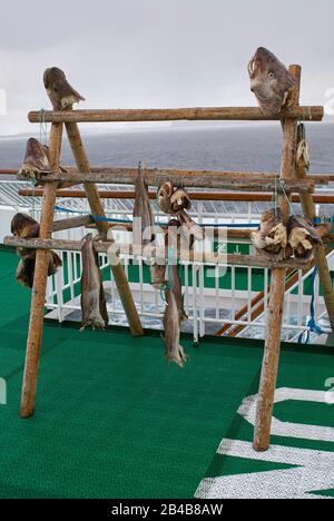 Codfish-Köpfe, die an Deck eines norwegischen Postschiffs als Köder präsentiert wurden, um Weißwedeladler anzulocken Stockfoto