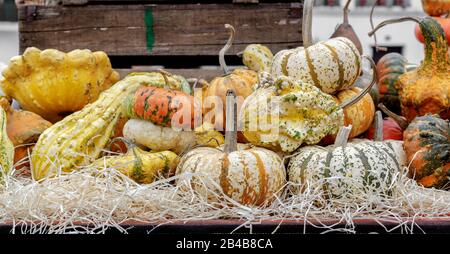 Schöne und verschiedene Sorten von Kürbissen und Kürbissen auf dem Tisch. Rustikale Herbstszene. Selektiver Fokus. Nahaufnahme. Stockfoto