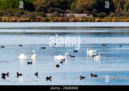 Italien, Toskana, Capalbio, Burano Lake WWF Oasis, Provinz Grosseto, Maremma, Schwäne (Cygnus cygnus) und Eurasische Köche (Fulica atra) Stockfoto