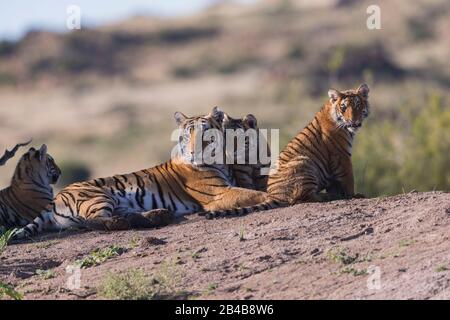 Südafrika, privates Reservat, asiatischer Tiger (Bengalen) (Panthera tigris tigris), aduult weiblich mit Jungen im Alter von 6 Monaten Stockfoto