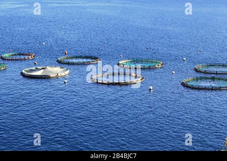 Aquakultursiedlung, Fischfarm mit schwimmenden Kreiskäfigen rund um die Bucht von Attika in Griechenland. Stockfoto