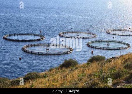 Aquakultursiedlung, Fischfarm mit schwimmenden Kreiskäfigen rund um die Bucht von Attika in Griechenland. Stockfoto