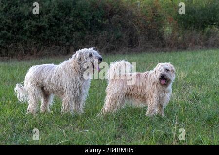 Frankreich, Bas Rhin, Irish Soft Coated Wheaten Terrier, Haustierhund Stockfoto