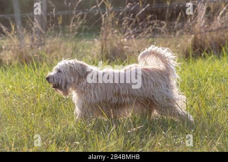 Frankreich, Bas Rhin, Irish Soft Coated Wheaten Terrier, Haustierhund Stockfoto
