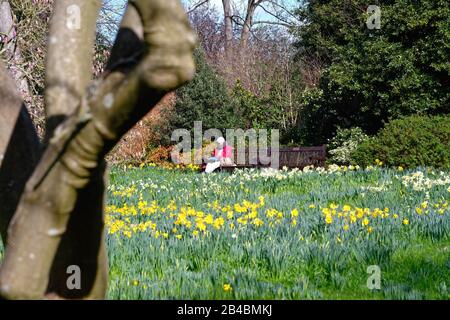 Eine ältere Frau, die mit rotem Mantel bekleidet ist und auf einer Bank in Wald sitzt, umgeben von Frühlingsblüten an einem sonnigen Tag, Hampton Court London UK Stockfoto