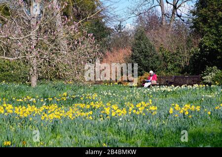 Eine ältere Frau, die mit rotem Mantel bekleidet ist und auf einer Bank in Wald sitzt, umgeben von Frühlingsblüten an einem sonnigen Tag, Hampton Court London UK Stockfoto