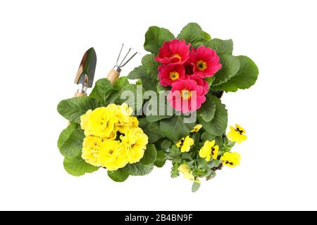 Auf weißem Hintergrund isolierte Primrosen, Pansies und Gartenwerkzeuge Stockfoto