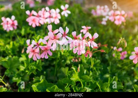 Nahaufnahme von Geranium macrorrhizum, Kranich blüht unter grünem Frühlings-Laub. Stockfoto