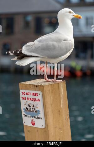 Großbritannien, England, Cornwall, Looe, River Looe, Hering Gull (Larus argentatus) Stockfoto