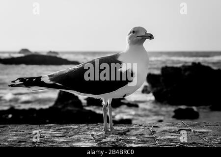 Schwarz-Weiß-Bild der Möwe an der Küste in Essaouira, Marokko. Stockfoto