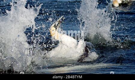 Mit einem Fisch aus dem Meer auftauchende Gannet Stockfoto