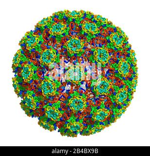 3D-Struktur des humanen Papillomavirus Typ 16, assoziiert mit Krebserkrankungen. PDB 3J6R Stockfoto