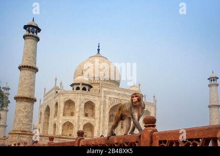 Taj Mahal mit einem Affen, indisches Symbol - Indien Reisehintergrund. Agra, Uttar Pradesh, Indien. Dies ist eine der Exkursionen des Luxuszuges Maharaj