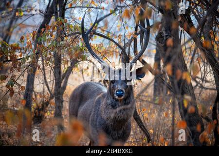 Nilgai (Boselaphus tragocamelus), Bovidica, Ranthammore National Park, Indien, Asien. Nilgai oder blauer Stier ist die größte asiatische Antilope und endemisch für Stockfoto