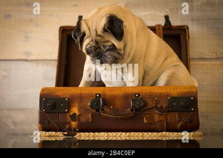 Urlaub Urlaub Urlaub Konzept mit nettem lustigen Pug Hund setzen sich in einem alten Vintage-Gepäck - braune Farbtöne und Reisemangel - Holzwand im Hintergrund