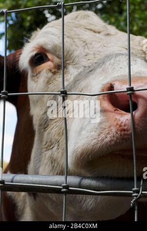 Eine süße Hereford Kuh, die sich im warmen Sommersonnenschein auf dem Land des Heaton Park in Manchester sonnt. Stockfoto