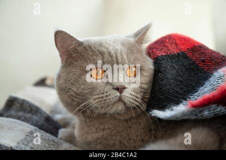 Die Katze liegt auf dem Bett. Entspannung. Morgen. Gemütliches Interieur Stockfoto