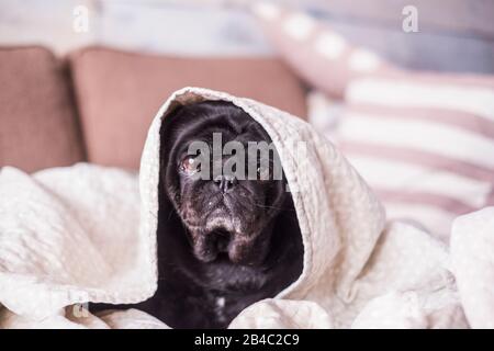 Pug Dog hat Spaß, unter der Decke zu spielen. Auf einem braunen Sofa liegend, mit zarten Augen, die in eine weiße Decke eingewickelt sind, auf die Kamera blicken. Welpe zu Hause Konzept Stockfoto