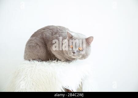 Die Katze sitzt in einem hellen Raum. Wunderschönes Interieur. Platz für Text Stockfoto