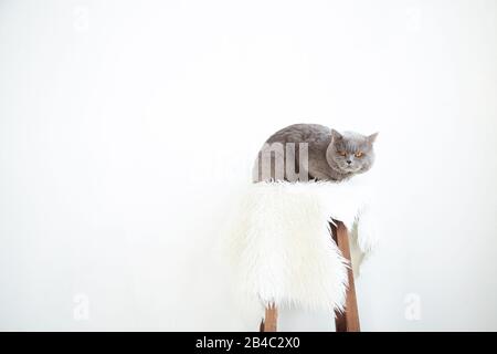 Katze auf einem Stuhl. Schöne graue Katze. Katze im Innenraum. Stockfoto