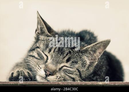 Faul gestreifte Katze zur Festlegung und Schlafen im Freien Stockfoto