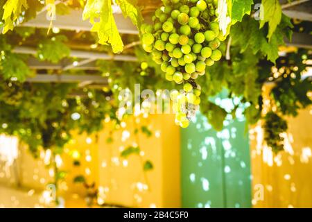 Auf der Weinrebenterrasse über dem traditionellen griechischen Haus wachsen viele reife grüne Trauben. Das ideale süße Obst für leckere frische oder hausgemachte Weine aus mediterranen Trauben. Stockfoto