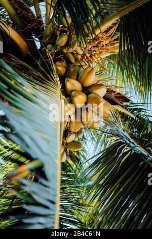 Frische reife Kokosnuss am Baum, Kokosnuß-Cluster auf Kokospalme. Palm Tree Branches. Stockfoto