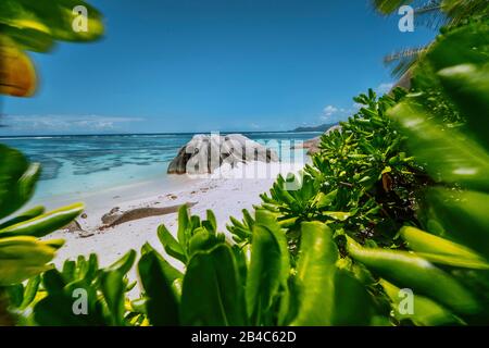 Strand Anse Source d'Argent - wunderschön geformter Felsbrocken aus Granit, der von grünen Blättern umrahmt wird, Insel La Digue, Seychellen. Stockfoto