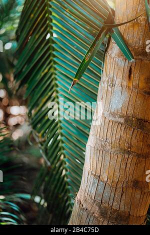 Wunderschöne Palmen am Strand auf den paradiesischen Inseln Seychellen. Flaches Tieffeld - Bokeh Stockfoto