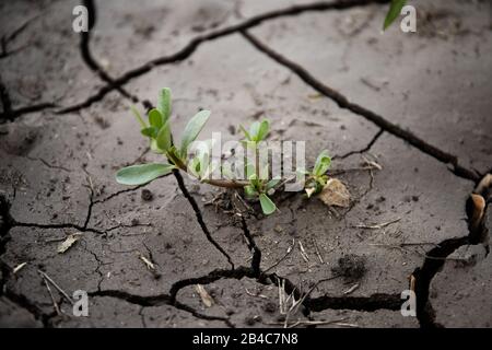 Gerissene Erde. Die Pflanze wächst auf aridem Boden Stockfoto