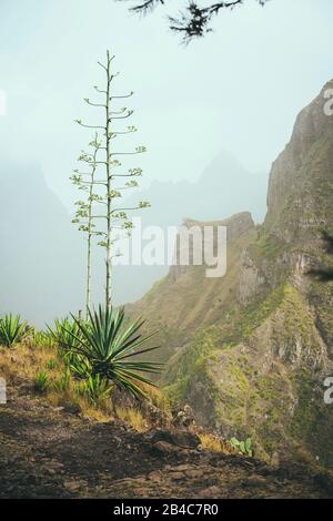 Blume der Blüte von Agave auf dem Weg Randhöhe in den Bergen. Insel Santo Antao, Kap Verde Cabo Verde. Stockfoto