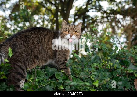 Seitenansicht einer tabby weißen britischen Kurzhaarkatze, die an einer Wand steht, die mit Efeuchen vor Bäumen in einem Wald bedeckt ist und die Kamera auf die Zunge schaut Stockfoto