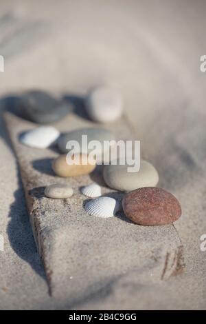 Kieselsammlung auf einem Stück Treibholz im Sand an einem sonnigen Tag Stockfoto