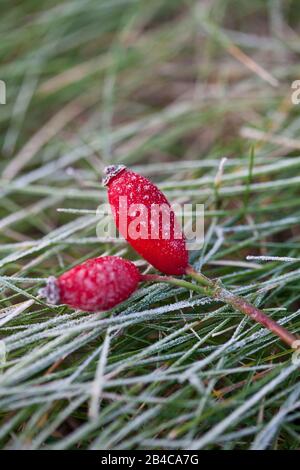 Paar kleine rote Rosettenhüften mit Huffrost an einem kalten Wintertag Stockfoto