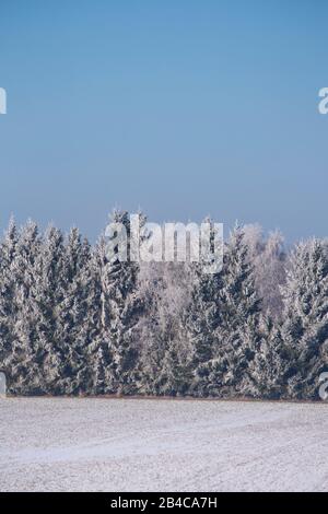 Schneebedeckte Nadelbäume an einem kalten Wintertag im ländlichen Norddeutschland mit schneebedeckten Bäumen und klarem blauen Himmel Stockfoto