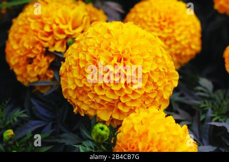 Schöne gelbe Marigold-Blume im Garten Stockfoto