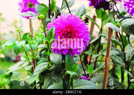 Schöne Dahlienblüte im Garten Stockfoto