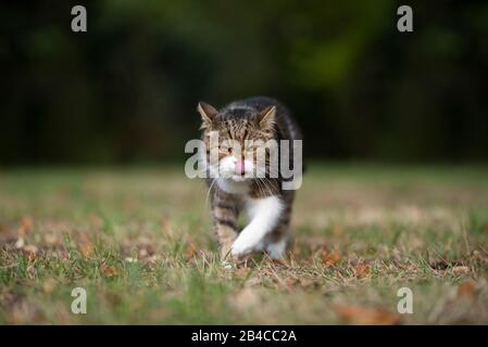 Die weiße britische Kurzhaarkatze, die im Freien auf die Kamera zuläuft, leckt sich über die Lippen Stockfoto